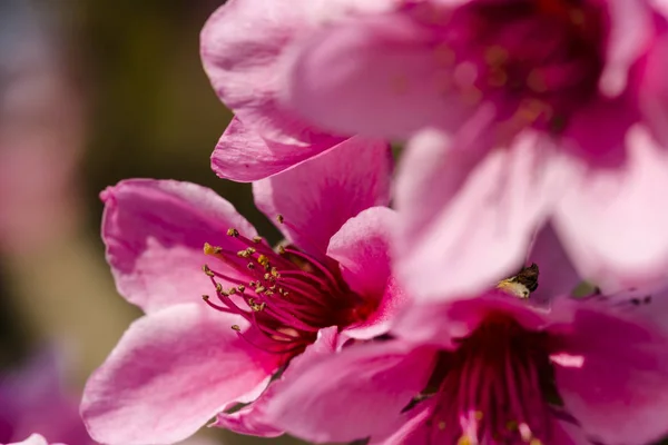 Macro photo of pink beautiful peach blossoms — Stock Photo, Image