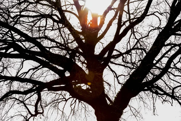 Solljus bryter igenom ett solitära träd på våren — Stockfoto