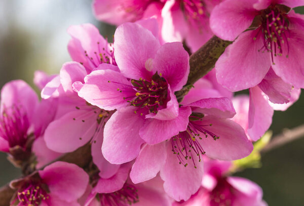 Macro photo of pink beautiful peach blossoms
