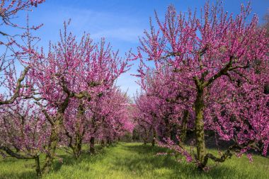 Şeftali ağaçları bir bahçe pembe çiçeklerle dolu