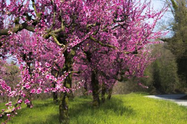 Şeftali ağaçları bir bahçe pembe çiçeklerle dolu