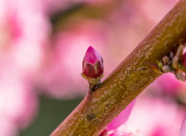 Macro photo of pink beautiful peach blossoms — Stock Photo, Image