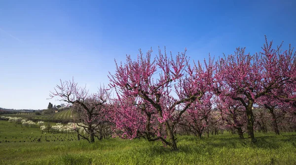 Peach trees filled with pink flowers in a garden — Stock Photo, Image