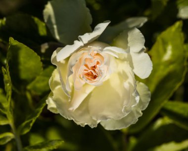 Bir bahçede güzel kapalı beyaz gül