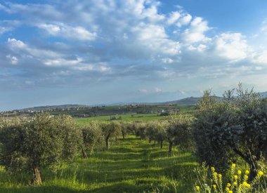Abruzzo, İtalya için eski zeytin ağacı ile Akdeniz zeytin alan.