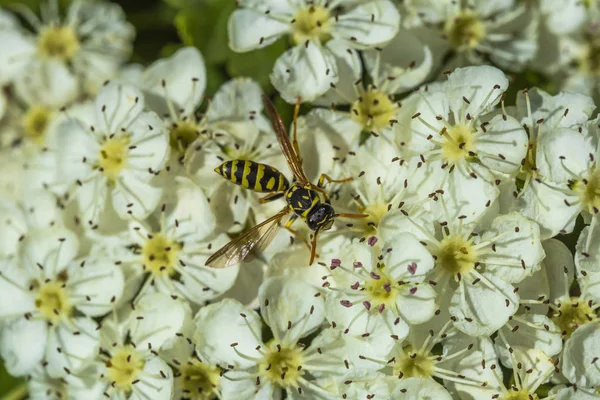 작은 흰 꽃에서 꽃가루를 수집 하는 말 벌 — 스톡 사진
