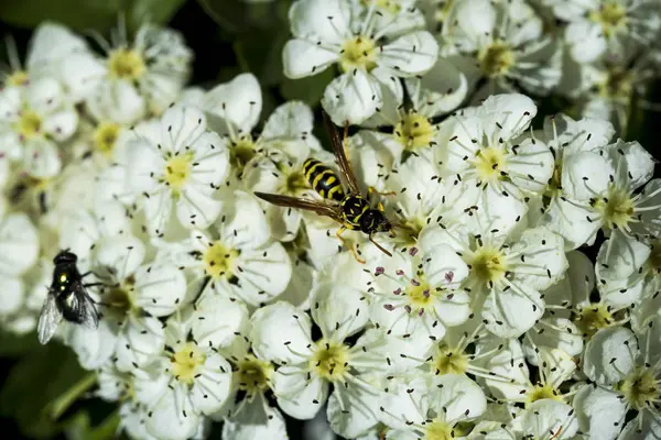 WASP malé bílé květy z vnějšího prostředí — Stock fotografie