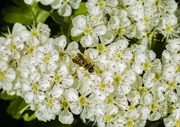 Darázs gyűjtése pollen, a kis fehér virágok — Stock Fotó