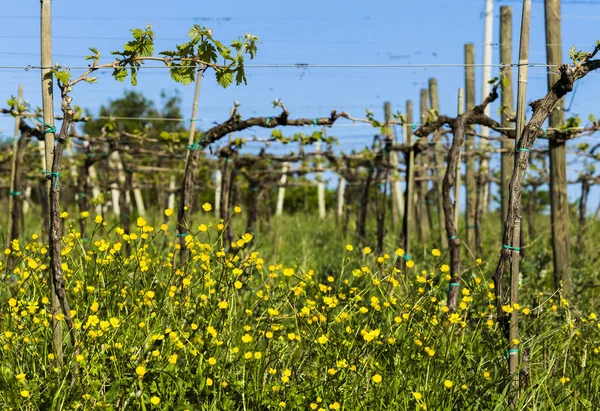 Unga vingård i Italien - vindruvor kommer — Stockfoto