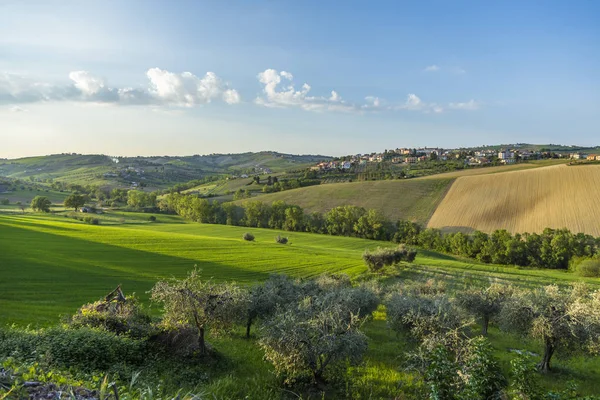 Mediterranean olive field with old olive tree in Abruzzo, Italy. — Stock Photo, Image