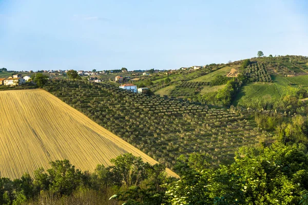 Campo de olivo mediterráneo con olivo viejo en Abruzzo, Italia . —  Fotos de Stock