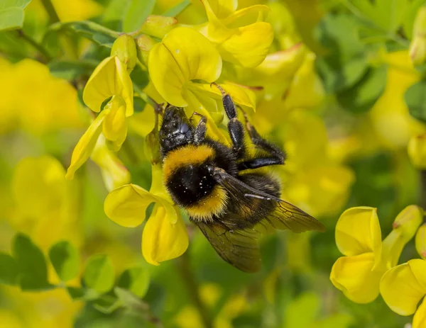 L'abeille recueille le pollen de la fleur jaune — Photo