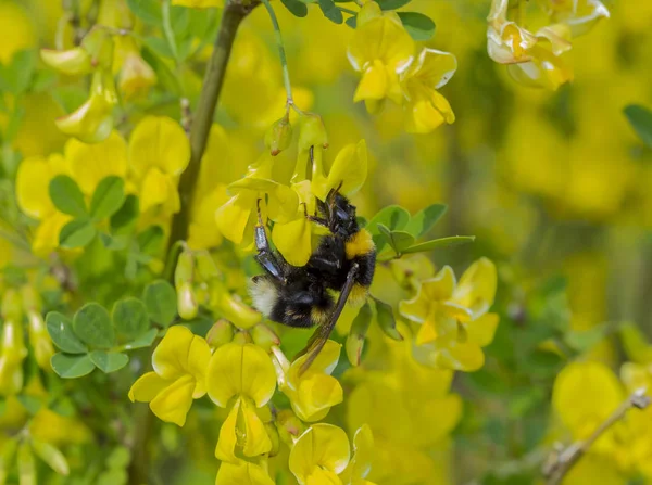 L'abeille recueille le pollen de la fleur jaune — Photo