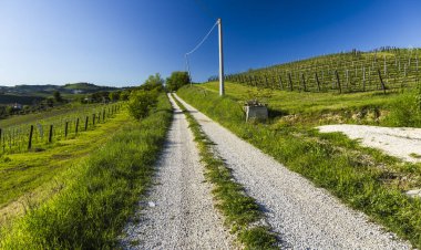 İtalya - genç üzüm şarap üzüm geliyor