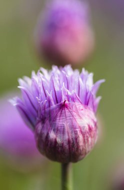 Sarımsak Çiçek Bahçe yakın çekim