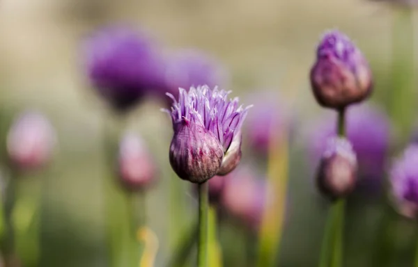 Close up of garlic flowers in a garden