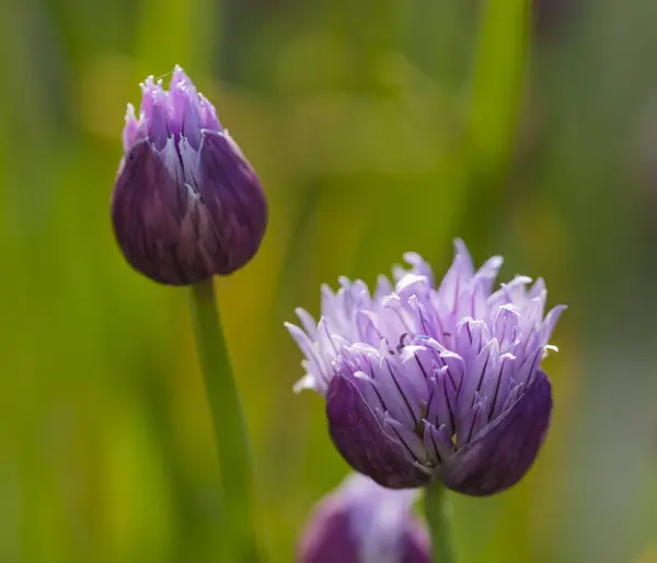 Nahaufnahme von Knoblauchblüten in einem Garten — Stockfoto