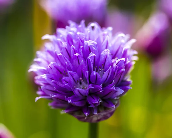 Close up of garlic flowers in a garden