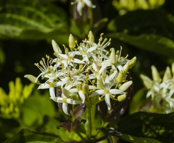 Pobočka cornus sanguinea kvetoucí v přírodě — Stock fotografie