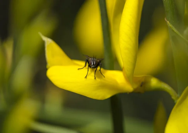 Une mouche sur fleur jaune dans le jardin — Photo