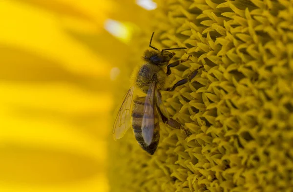 Pszczoły miodnej zbiera pyłek ze słonecznika — Zdjęcie stockowe