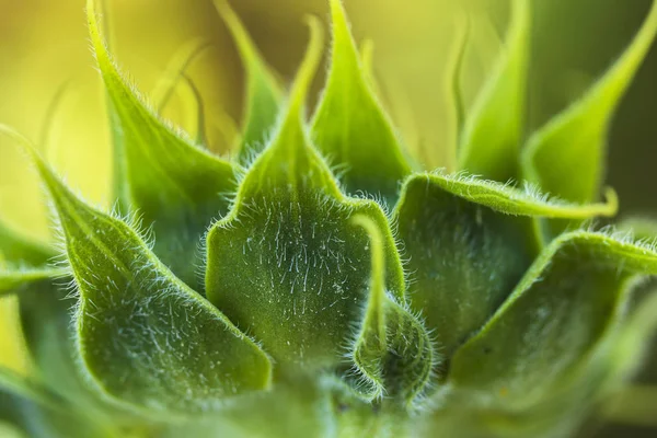 Nahaufnahme von gelben Sonnenblumen mit geschlossenen Blütenblättern — Stockfoto