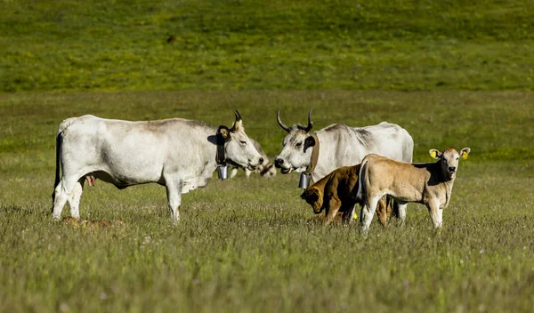 Сімейні корови відпочивають на зеленому лузі — стокове фото