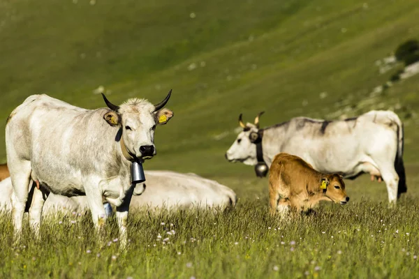 Vacas de familia en un prado mirando mis lentes —  Fotos de Stock