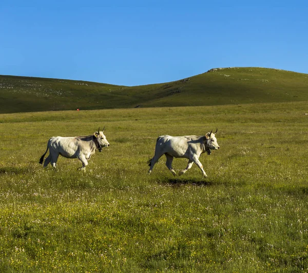 Happy cows running free in a meadow
