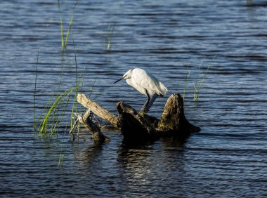 Küçük ak balıkçıl ayakta su dalında