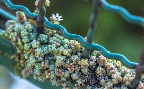 Vacker naturlig suckulenter växter växer runt stängslet — Stockfoto