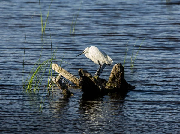 Küçük ak balıkçıl ayakta su dalında