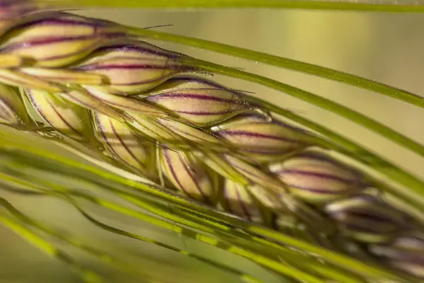 Unga korn spikar på gröna landsbygden bakgrund — Stockfoto