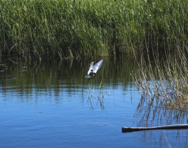 Bıyıklı sumru İtalyan gölette uçan; nakit Chlidonias boş ailesi Laridae