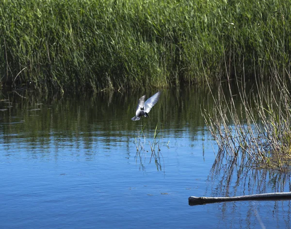 Bıyıklı sumru İtalyan gölette uçan; nakit Chlidonias boş ailesi Laridae