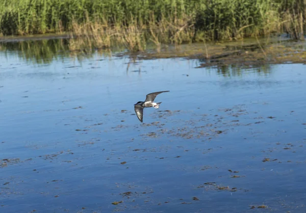 Rybák bahenní létání v italské rybník; specie Chlidonias hybrida rodiny okem — Stock fotografie