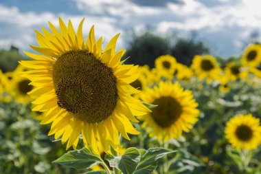 Bulutlu gökyüzü ile çiftlik çiçek açan ayçiçeği