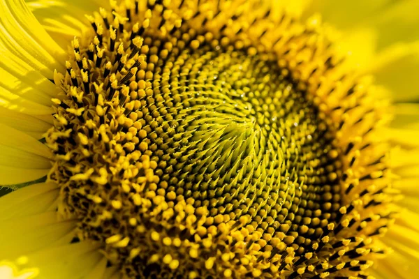 Leuchtendes gelb-oranges Makro einer Sonnenblume — Stockfoto