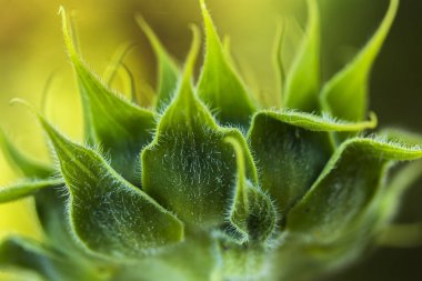 Tarım, arka plan, güzel, güzellik, bloom, çiçek, çiçek, botanik, bud, yakın, kapalı, portre, renk, renkli, çiftlik, alan, flora, çiçek, yeşillik, Bahçe, yeşil, büyüme, yaprakları, makro, doğa, doğa, organik, açık havada, desen, yaprakları