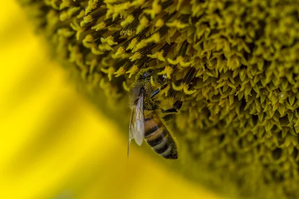 Медоносної бджоли збирає пилок від соняшника — стокове фото