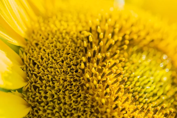 Leuchtendes gelb-oranges Makro einer Sonnenblume — Stockfoto
