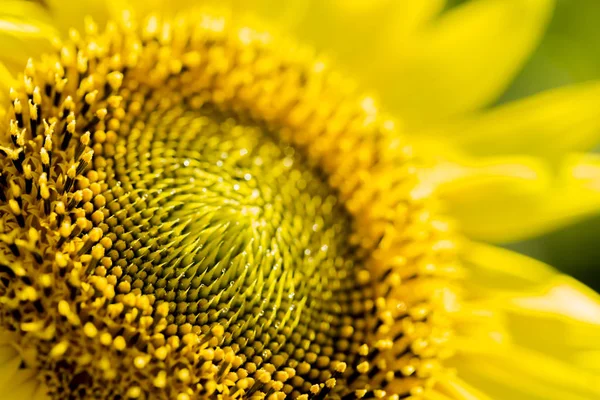 Leuchtendes gelb-oranges Makro einer Sonnenblume — Stockfoto