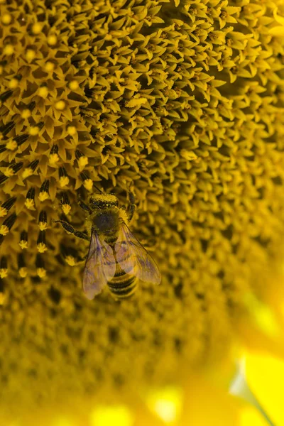 Honeybee collects pollen from sunflower — Stock Photo, Image