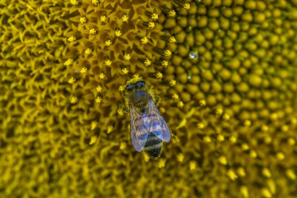 Méh pollen összegyűjti a napraforgó — Stock Fotó