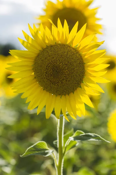 Sonnenblumen blühen in Bauernhof bei bewölktem Himmel — Stockfoto