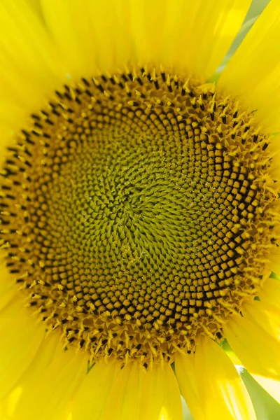 Leuchtendes gelb-oranges Makro einer Sonnenblume — Stockfoto