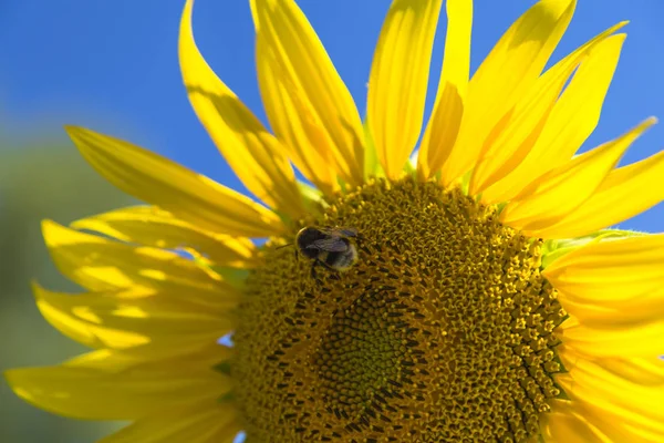 Méh pollen összegyűjti a napraforgó — Stock Fotó