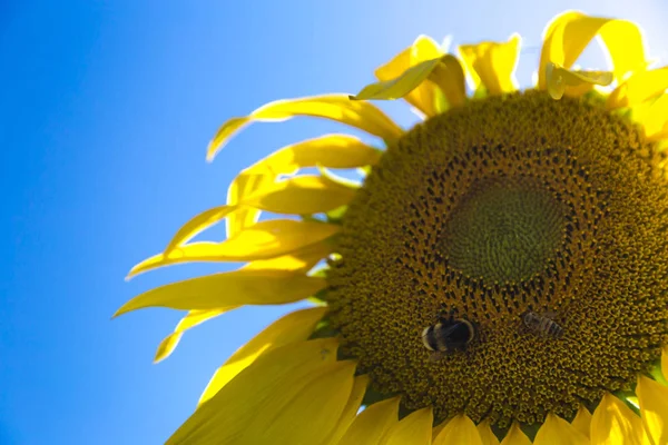 Honigbiene sammelt Pollen von Sonnenblumen — Stockfoto