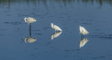Üç küçük sorguçlar su üzerinde duran beyaz