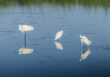 Üç küçük sorguçlar su üzerinde duran beyaz